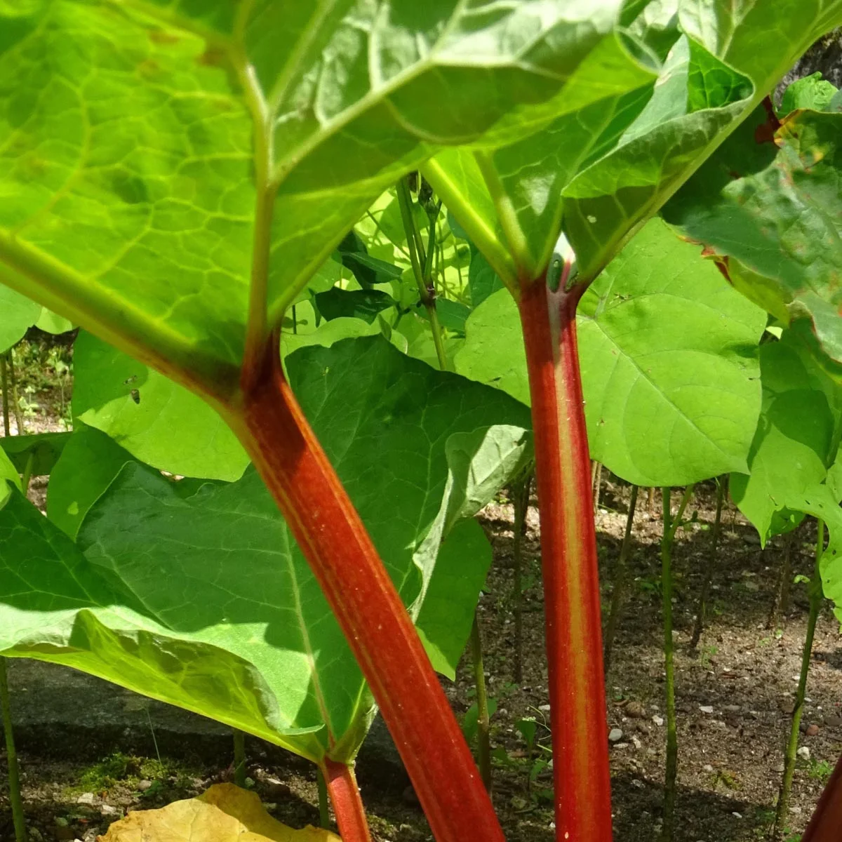 Rhabarber 'Glaskins Perpetual' (Rheum rhabarbarum)